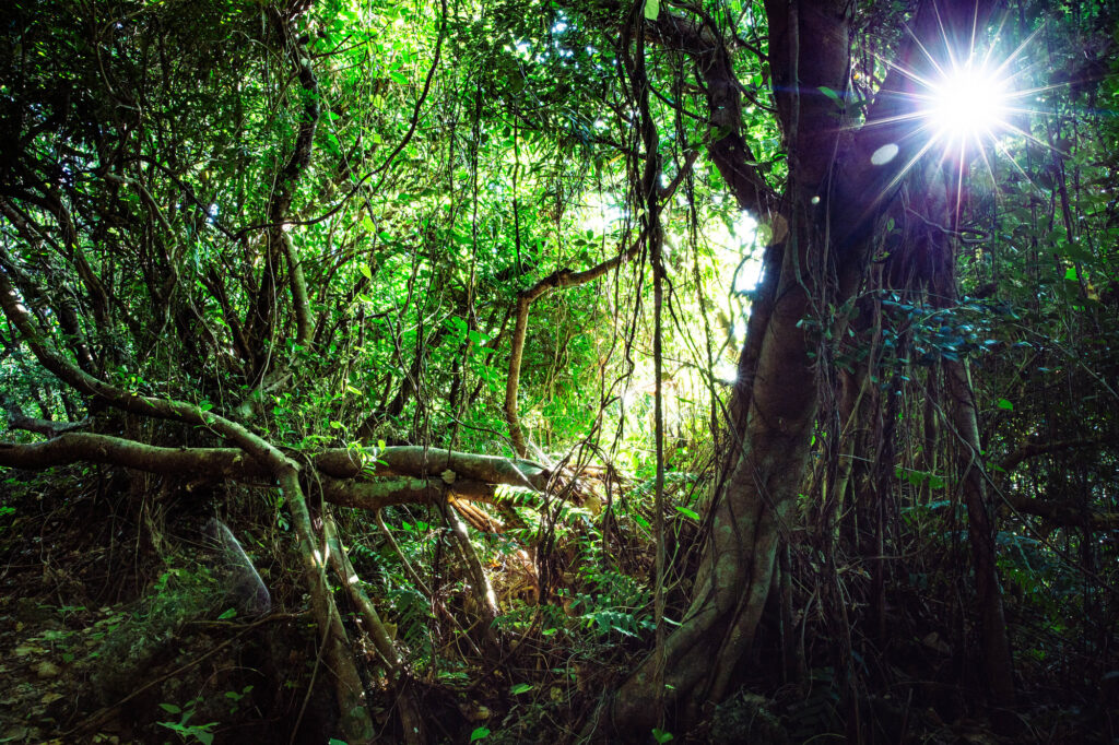 【共創コーチング®︎コラム】自然林が教えてくれた「共創」のかたち
